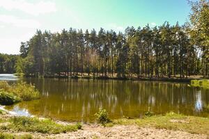 a floresta panorama às outono. a pacífico Lugar, colocar dentro a floresta. foto