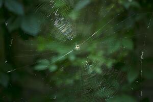 a aracnídeo senta em uma aranha rede. foto