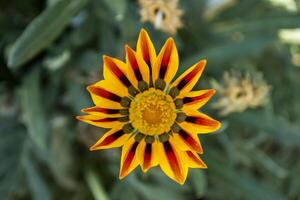 gazania flor macro tomada. foto