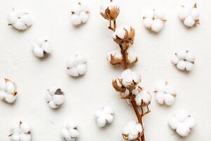 outono floral plano deitar fundo composição. seco branco fofo algodão flor ramo topo Visão em colori mesa com cópia de espaço foto