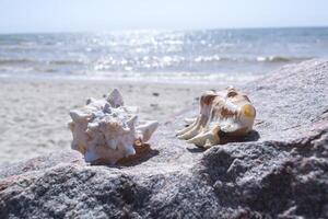 lindo conchas do mar em a pedra do a de praia. foto
