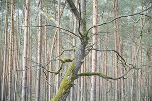 solteiro árvore dentro floresta coberto com musgo foto