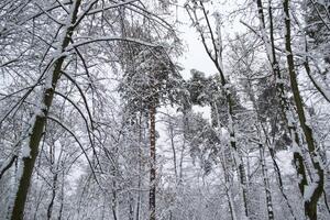 inverno floresta panorama. a árvores dentro inverno. foto