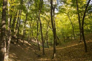 ensolarado outono panorama às floresta foto