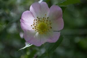 selvagem rosa fechar acima. foto