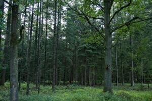 uma denso conífero floresta. lindo floresta panorama. foto