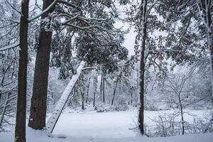 inverno floresta panorama. a árvores dentro inverno. foto