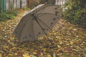 a guarda-chuva em a outono folhagem. foto