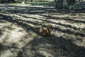 uma esquilo sentado em a terra e comendo noz. foto