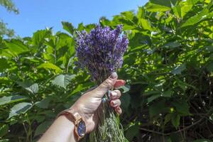 mulher segurando ramalhete do lavanda dentro mão ar livre. foto