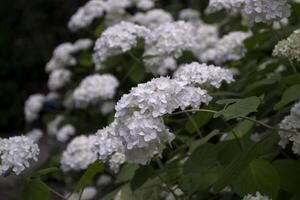 branco hortênsia florescendo. foto