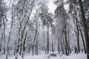 inverno floresta panorama. a árvores dentro inverno. foto