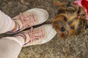 uma fofa yorkshire terrier perto garotas pés, ar livre. foto