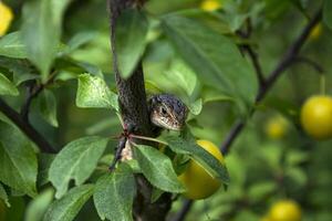 a lagarto sentado em a ramo do árvore. foto