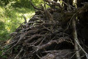 a raízes do velho árvore. foto