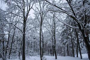 inverno floresta panorama. a árvores dentro inverno. foto