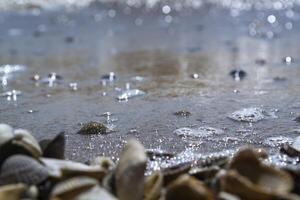 a conchas do mar em a areia do a costa. fechar acima. foto