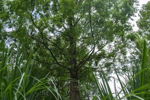 uma grande verde árvore. verão natureza. foto