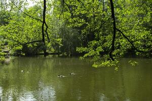uma lagoa dentro a floresta. lindo verão panorama. foto
