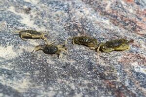 a caranguejos em uma pedra fundo. macro tomada. foto