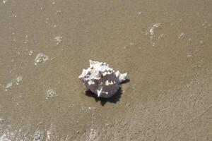 lindo Concha do mar em a areia do a de praia. molusco concha. fechar acima. foto