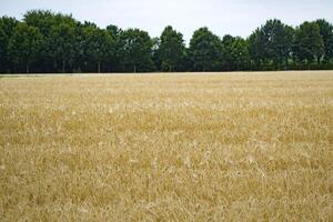 trigo campo às verão. foto