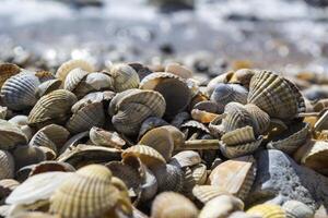 a conchas do mar em a areia do a costa. fechar acima. foto