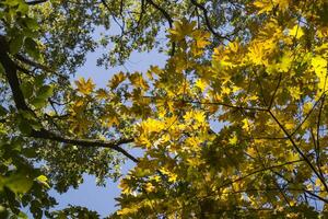 decíduo floresta às outono. lindo bordo árvores dourado cair. foto