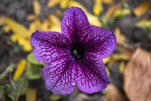 flor violeta de perto foto