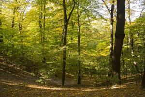 ensolarado outono panorama às floresta foto