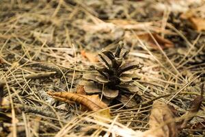 a pinho cones em a seco agulhas, fechar acima. Natal papel de parede. foto