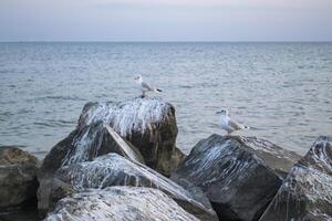 gaivotas em a grande pedras dentro a mar. lindo seascape. foto