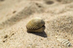 lindo Concha do mar em a areia do a de praia. molusco concha. fechar acima. foto