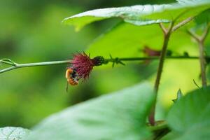 uma querida abelha colecionar pólen a partir de flor foto