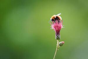 uma querida abelha colecionar pólen a partir de flor foto