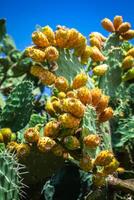 espinhoso pera cacto plantar opuntia ficus-indica foto