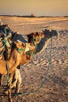 beduínos conduzindo turistas em camelos às curto turista Tour por aí a começando tão chamado portas do sahara deserto foto