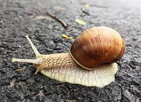 grande caracol de jardim com concha rastejando na estrada molhada, volte para casa foto