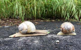 grande caracol de jardim com concha rastejando na estrada molhada, volte para casa foto