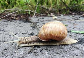 grande caracol de jardim com concha rastejando na estrada molhada, volte para casa foto