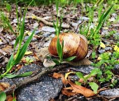 grande caracol de jardim com concha rastejando na estrada molhada, volte para casa foto