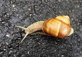 grande caracol de jardim com concha rastejando na estrada molhada, volte para casa foto