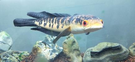 channa marulius bullseye snakehead ou grande snakehead foto