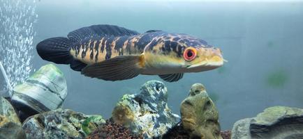 channa marulius bullseye snakehead ou grande snakehead foto