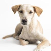 cão feliz, curioso, sem raça definida, isolado em um fundo branco foto