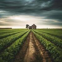 ai gerado campo cultivo conduzindo para uma Fazenda casa foto