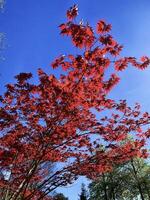 vermelho bordo árvore contra uma azul céu foto