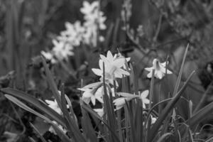 primavera na Vestfália foto