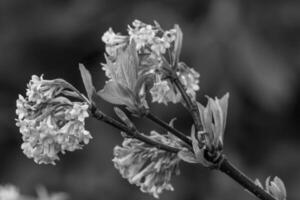 primavera na Vestfália foto