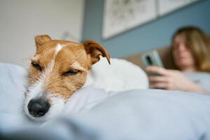 mulher com cachorro arrepiante em cama, usar Smartphone foto
